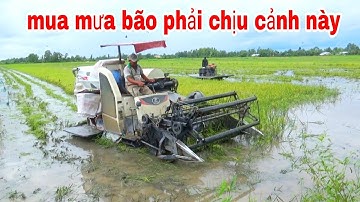 XEM CẢNH MÁY CẮT KUBOTA DC70 LỘI MÙA BÃO NƯỚC NGẬP BÔNG LUÔN amazing video new