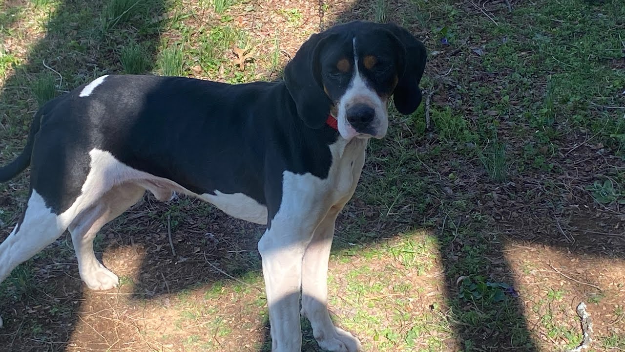 ukc-rules-refresher-toc-regional-takeakidhunting-treeingwalker