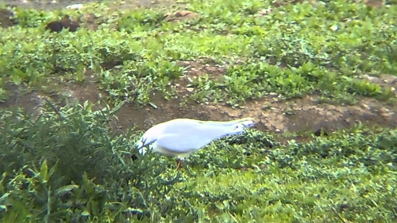 photography en español Mediterranean Gull (2nd Summer)