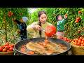 350kg+ fresh tomatoes harvesting process — Enjoying fried fish & soup with Nhi, Khoi & Tuyet