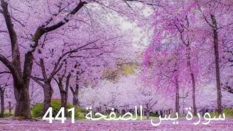 سورة يس الصقحة 441 مع تتبع القلم