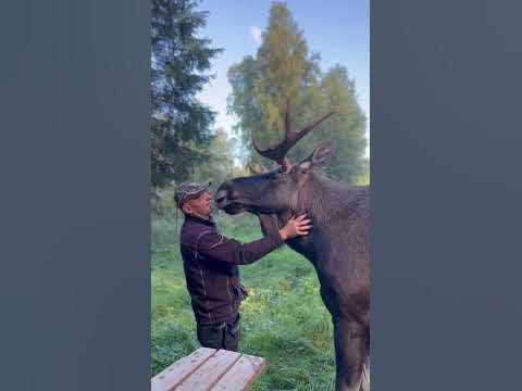 Gos med Sigge 4år