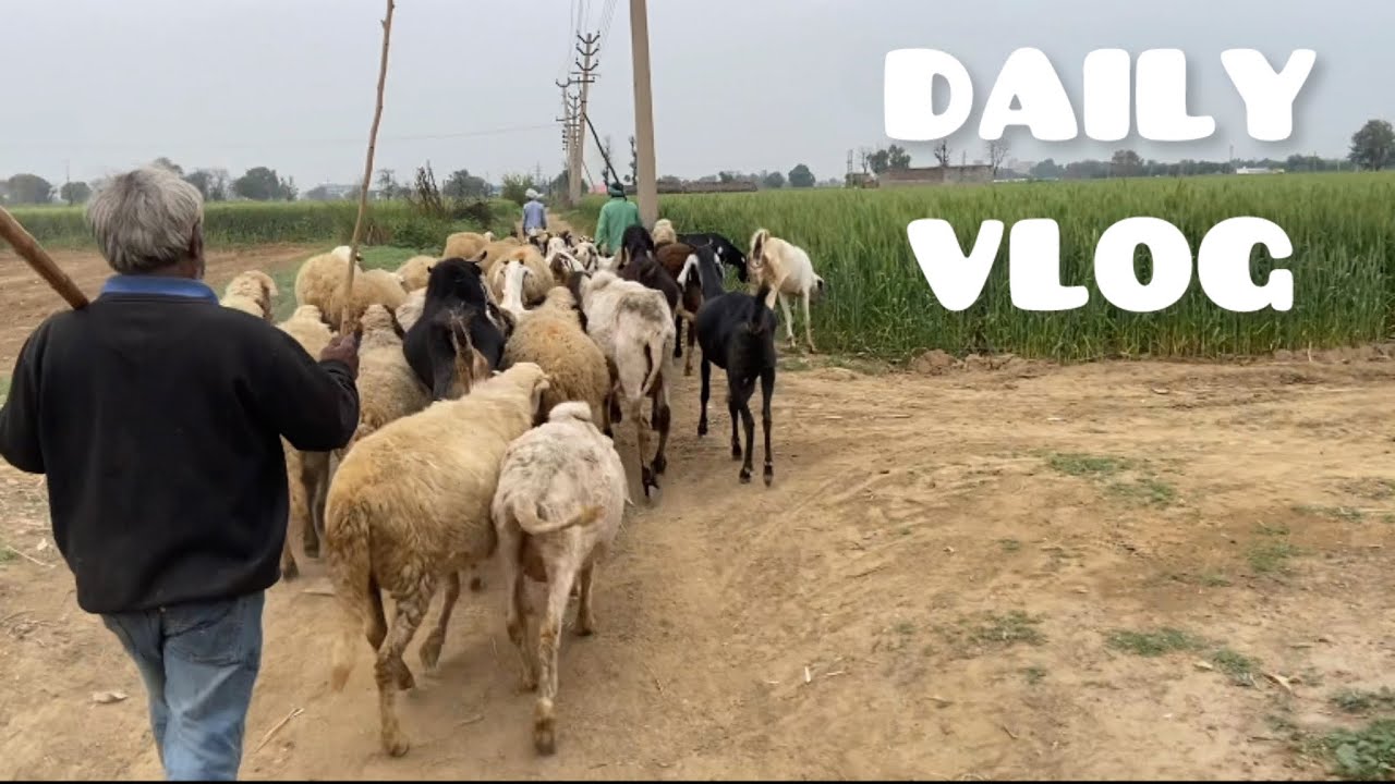 A DAY IN MY LIFE || GYM || VILLAGE || NAVEEN RATHI VLOGS - YouTube