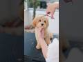 最後には熟睡しちゃうマルプー子犬の初トリミング😴