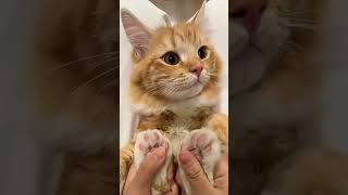 Hidden Secrets of Cat Paws! 😲#facts#shortvideo#youtubeshorts#viralvideo #shorts#ytshorts