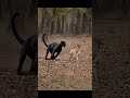 Panther vs. Deer