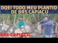 DOEI MEU PLANTIO DE CAPIM BRS-CAPIAÇU PARA UM VIZINHO. TONIN E DONA VALMIRA, CASAL MUITO TRABALHADOR