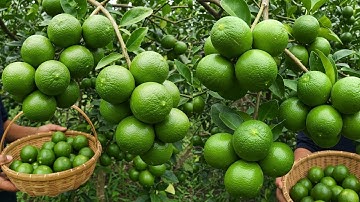 🌿ORGANIC Methods Help Grow Lime Trees FASTER Than Chemicals!