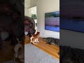 "Wait... Why are you guys coming out of there?!" (Part 2) 😱🐊#funny #animals #dog #pets