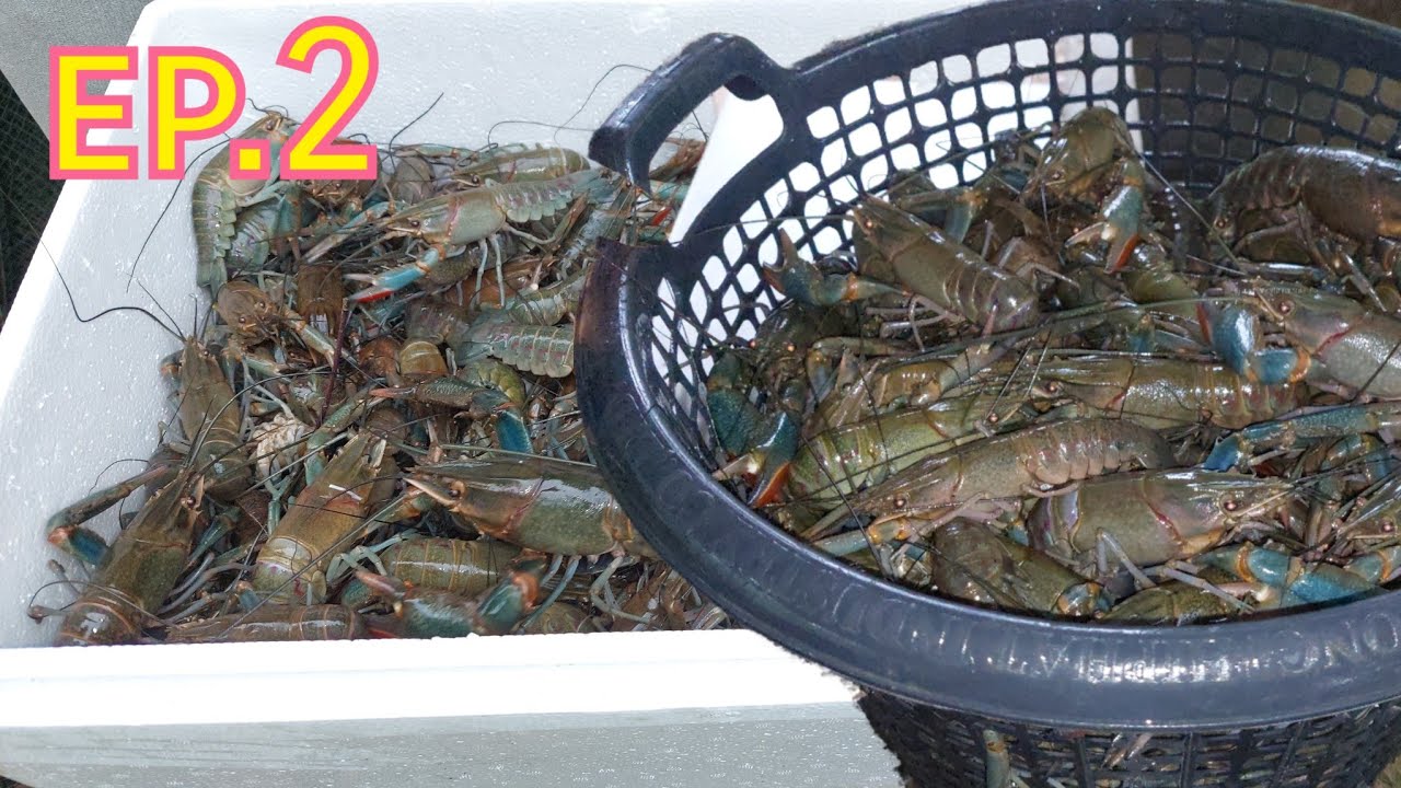 เลี้ยงกุ้งไว้กินเองไว้ขายเองสร้างแหล่งอาหาร!! ในพื้นที่และสร้างรายได้เสริมไปด้วยกัน