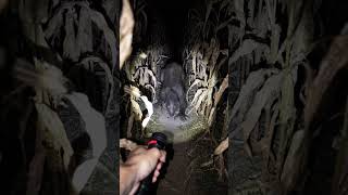 He Found What Was Killing the Animals | Cornfield Footage