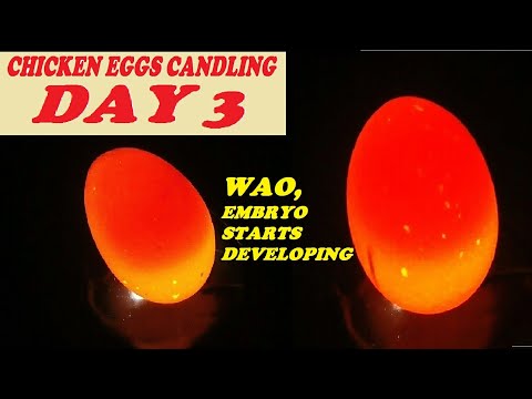 Chicken Eggs Candling Day 3// HOW TO CANDLE CHICKEN EGGS DAY 3// IS EMBRYO DEVELOPED DAY 3?/NEW 2020