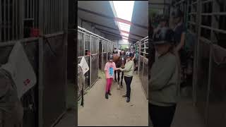 Ridelejr2023 Uge 28 Klar Til Striglekonkurrencen