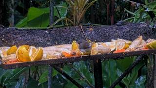 Buff-rumped Warbler Visits The Panama Fruit Feeder Cam | July 13, 2026