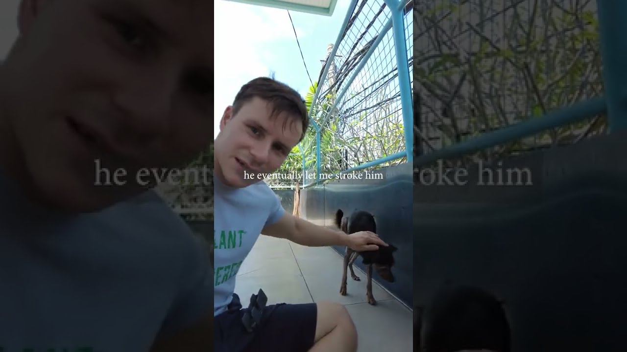 Abandoned And Starving Street Dog Becomes A Whole New Pooch This Is Locong S Rescue Story