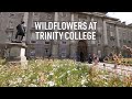 Wildflowers at Trinity College