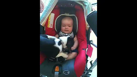 Accidental Video of Lila and Lily the Puppy