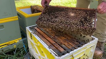 🐝  Watch as I remove wild comb from a hive & transfer the frames over to new Hive IQ gear.  May 2024