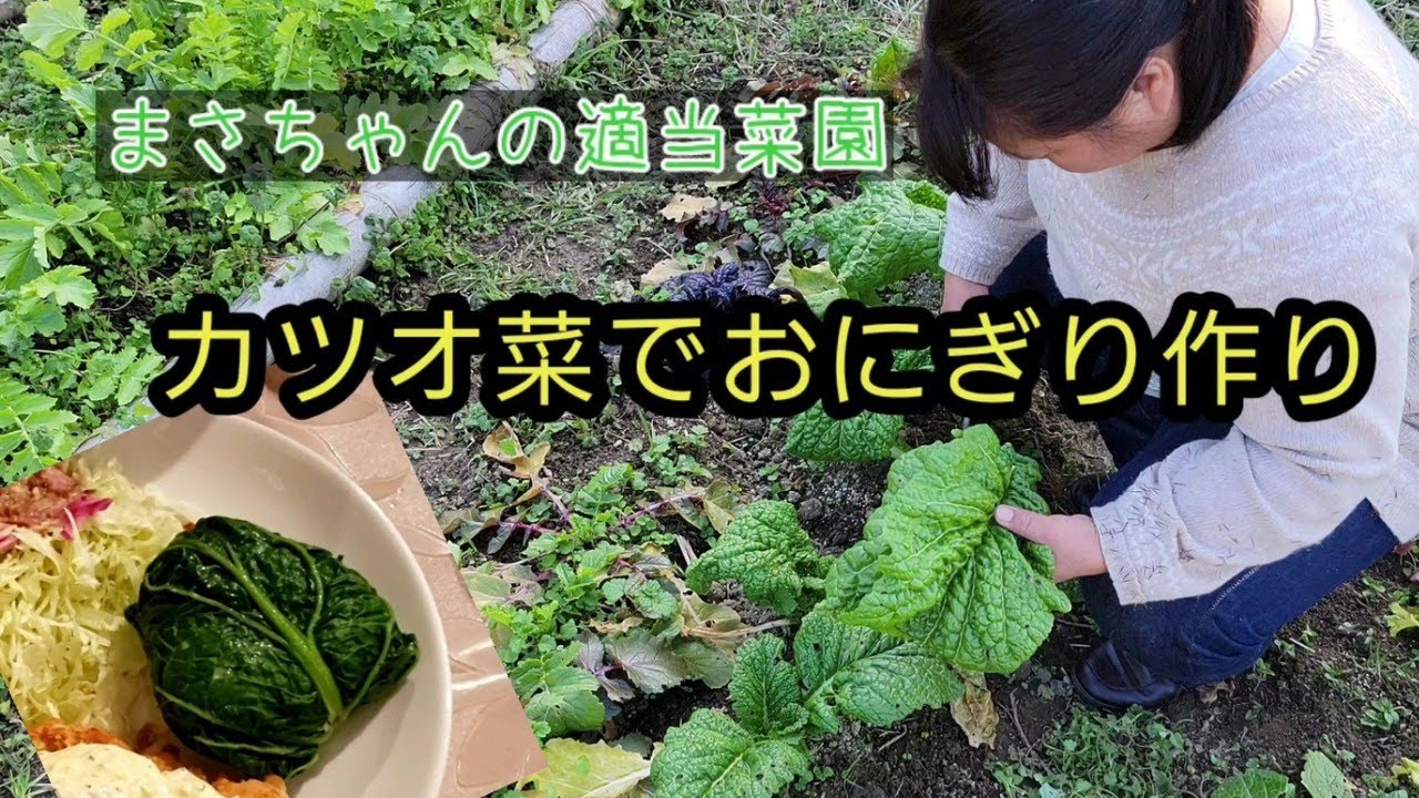 カツオ菜でおにぎり作り【 まさちゃんの適当菜園 】大根も収穫