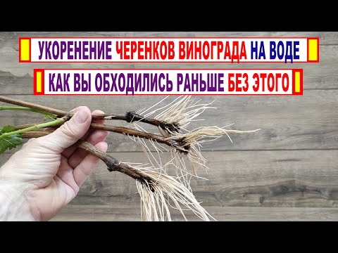 🍇 Если собрались УКОРЕНЯТЬ ЧЕРЕНКИ ВИНОГРАДА на воде? ЭТА УМНАЯ 100 САМОДЕЛКА Вам точно поможет!