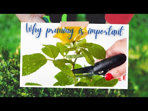 Why Pruning is important: Types of Pruning, Science and Arts