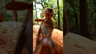 Cute Baby monkey SR