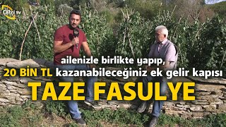 20 Bin TL Kazanabileceğiniz Ek Gelir Kapısı: Taze Fasulye - Maksat Üretmek