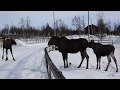 Moose and horses at Ofelaš icelandic horses
