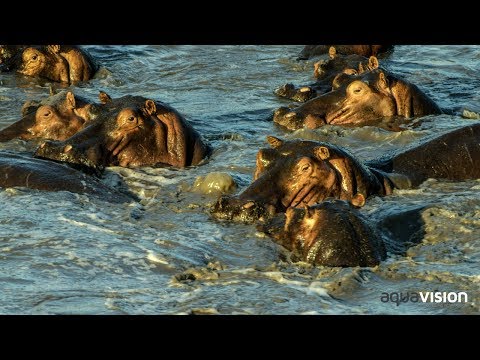 วีดีโอ: อุทยานแห่งชาติ South Luangwa, แซมเบีย: คู่มือฉบับสมบูรณ์