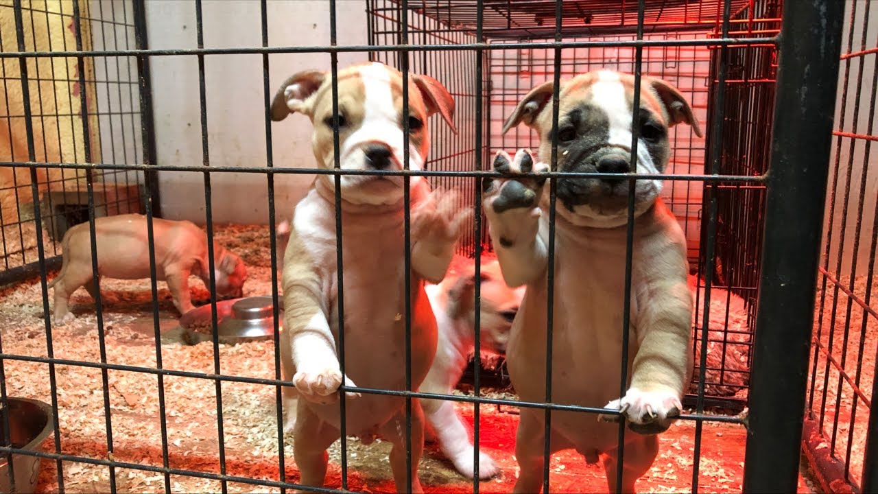 Royal Kennels night routine YouTube