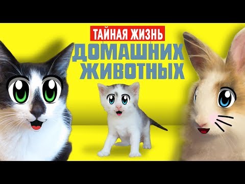 СМЕШНЫЕ ЖИВОТНЫЕ ОДНИ ДОМА! КОТИКИ МАЛЫШ и МУРКА ПОЮТ ПЕСНЮ! КОТ ЗАЛЕЗ В ХОЛОДИЛЬНИК