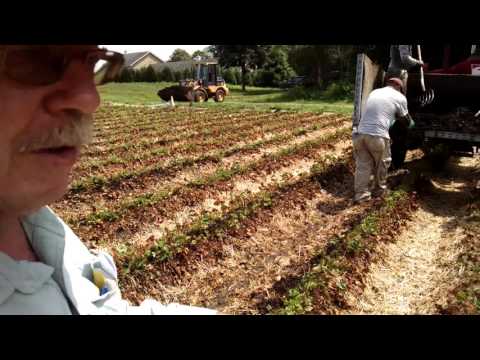 Video: Post-harvest Strawberry Care