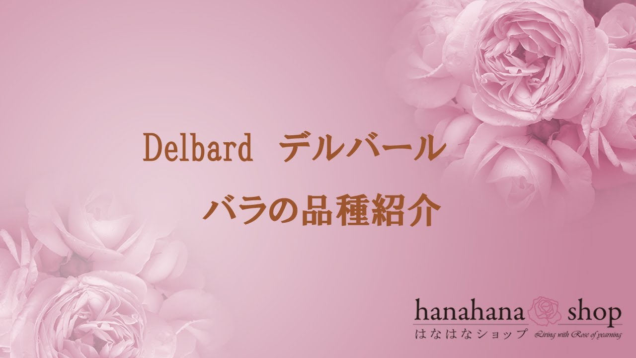 薔薇の品種紹介 Delbard デルバール はなはなショップ Youtube
