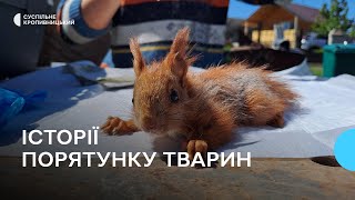 Ветеринар з Кіровоградщини рятує тварин, які постраждали від людей та обстрілів
