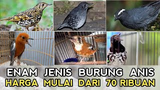 MULAI PULUHAN RIBU!! CEK HARGA DARI TUJUH JENIS BURUNG ANIS DI PASAR BURUNG PRAMUKA