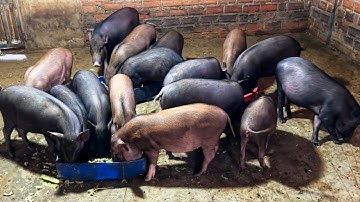 Bí Quyết Nuôi Heo Rừng Lai Mau Lớn