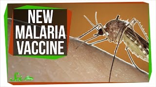 Developing A New Malaria Vaccine!