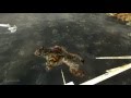 Сталкер. Old Episodes. Episode 3. Как завалить двух мишек на болоте