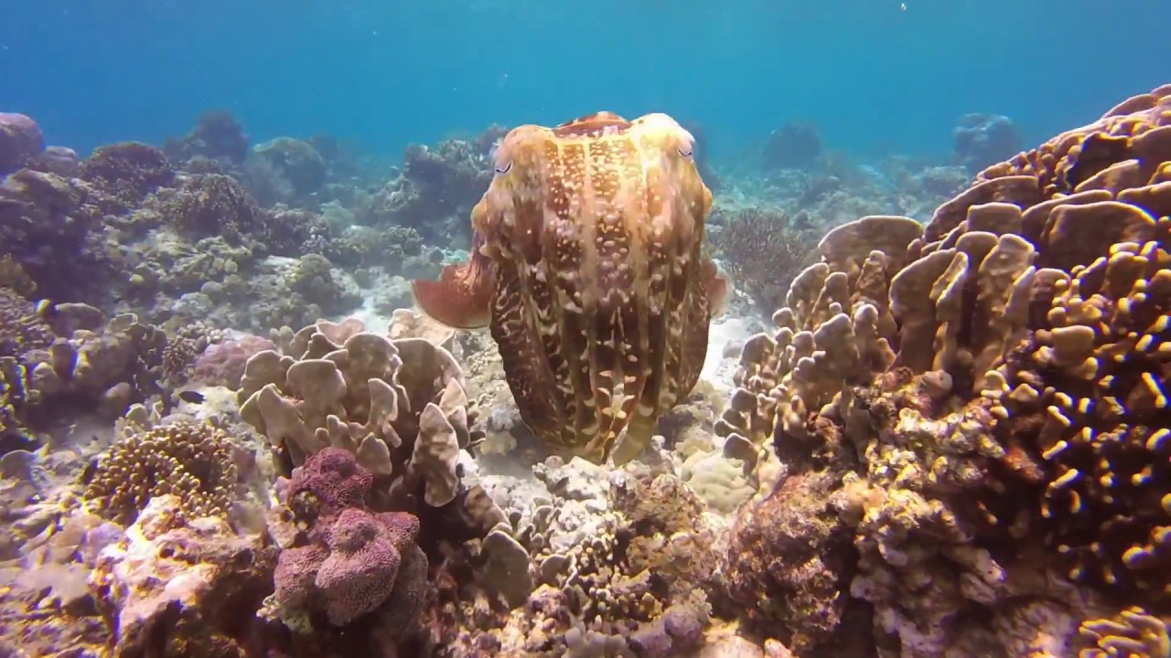 Divine Diving in Komodo National Park
