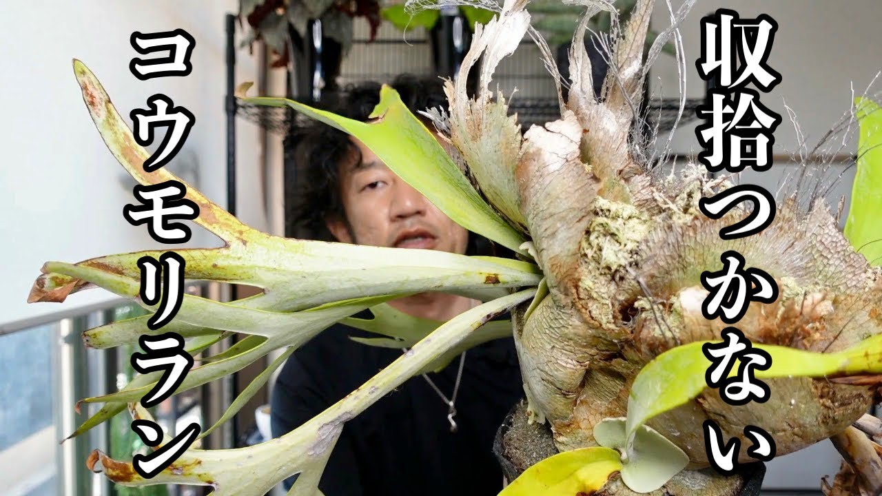どうしようもないコウモリランを解体して植えてみた【園芸超人カーメン君】