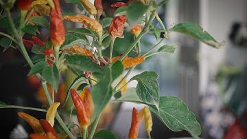 Panasonic GH4 V-LOG and Atomos Ninja Assassin Test