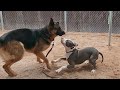 Dogs playing episode 46