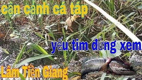 nhấp cá lóc đồng bằng vịt con cá táp cực hăng và những pha xem hấp dẫn #fishing #lamtiengiang #
