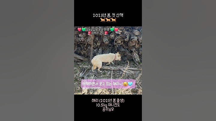 [2023년 봄, 해리의 첫 산책🐕] #밭지킴이 #방치견 #첫산책 #임보처급구 #임보처구함 #장기임보 #임보 #임보는사랑입니다 #유기견 #진도믹스 #진돗개  #사지말고입양하세요