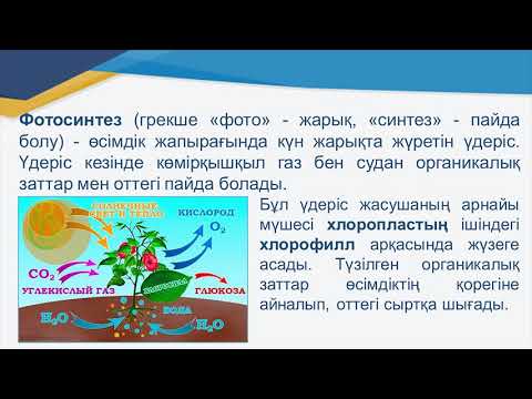 Бейне: Хлоропластардағы тегістелген мембраналар деп аталады?