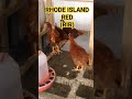 RHODE ISLAND RED (RIR) #rhodeislandred #rir