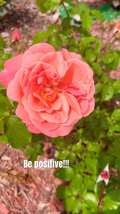 Peach/Orange Fragrant Rose#shorts #youtubeshorts#nature#garden #gardening#new#plants