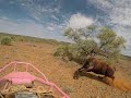 Bull catching in the Pilbara Western Australia