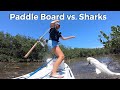 Paddle Board Shark Fishing!