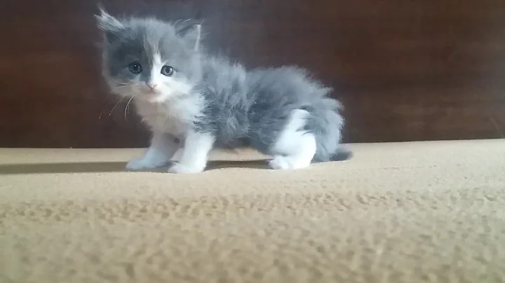 Watch the video about Most Viewed - Purrfect Persians's 'OREO'